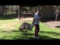 Hilarious emu antics.