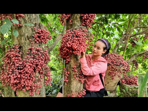 Harvest fireballs to sell in the market -cook dog food l Lý Thị Sai