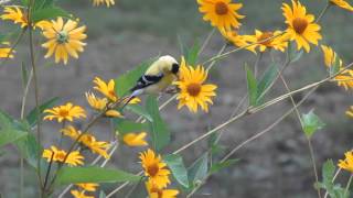 Male american goldfinch/ chadonneret americain male