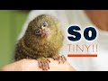 Understanding Pygmy Marmosets and Conservation Efforts