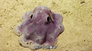 搞笑 笑死人 儿童 开怀大笑 Funny Hilarious Children Laugh Out Loud