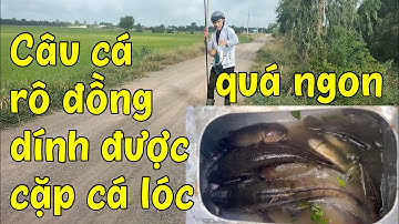 Câu cá rô đồng khu vực Bình Phong Thạnh, Mộc Hóa, Long An và cái kết