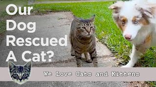 Our Dog Rescued A Stray Cat, And You Won't Believe How Their Lives Changed!