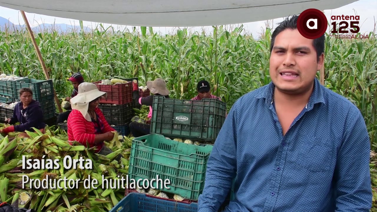 Conquista huitlacoche mexiquense paladares con salsa galardonada a nivel nacional