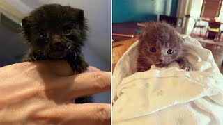 Kitten lovers needed!  Seattle Humane Society is inundated with baby kittens - New Day NW