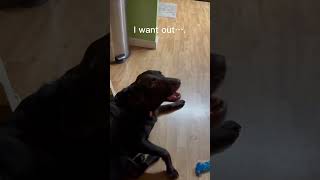 Chocolate lab talking his owner?#shorts #dog #pets