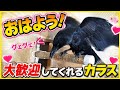 【嬉しくてパタパタ】朝一のカラスはこんな感じです、寂しかったのかな？20260518、カラス＆四つ足クインテット（仮）