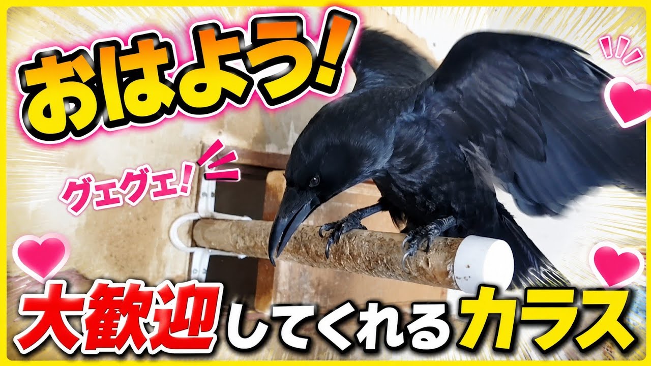 【嬉しくてパタパタ】朝一のカラスはこんな感じです、寂しかったのかな？20260518、カラス＆四つ足クインテット（仮）