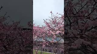 東湖樂活公園賞櫻(5)