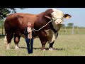 ये गायें है या दानव !10 most biggest and strange cows in the world! guinness world record, animals