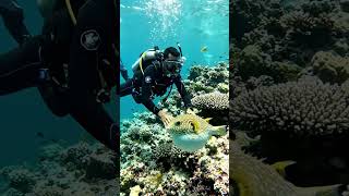 Puffer fish came to big ball