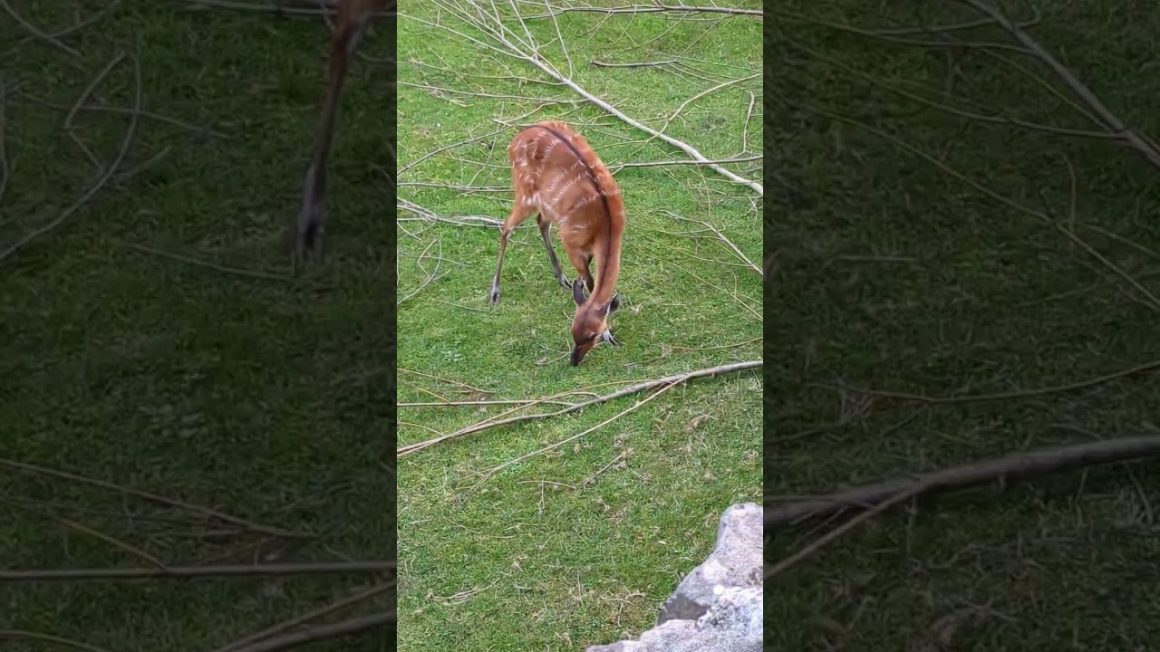 Die niedlichste kleine rote Ziege knabbert am Gras auf der Wiese.
