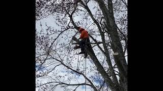 Como cortar fácil ramas de árbol que están sobre un techo de una casa, almacén o una cerca.