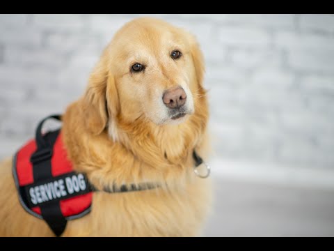 Video: Nieuwe wet betekent dat Mexico stopt met het euthanaseren van gepensioneerde politiehonden