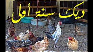 هل سمعت صوت الديك الصغير 🐓🐓🐓 وهو يتعلم الصياح؟؟