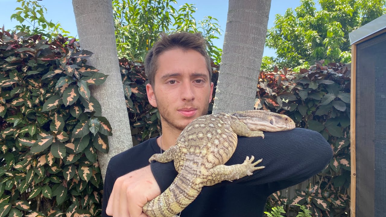 I Rescued a Savannah Monitor