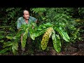 Field trip with patrick blanc danum valley borneo sabah