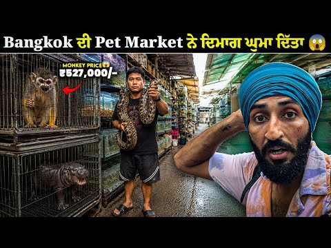₹5.50 ਲੱਖ ਦਾ ਬਾਂਦਰ, ਮਜ਼ਾਕ ਨਹੀਂ ਕਰ ਰਿਹਾ 😱 | Inside Bangkok's Craziest Pet Market 😱 | Backpacker Anmol thumbnail