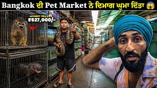 550          Inside Bangkoks Craziest Pet Market   Backpacker Anmol