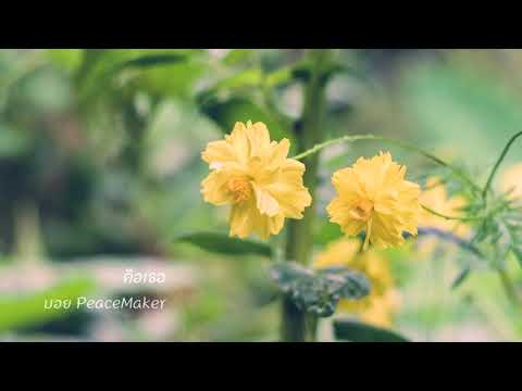คือเธอ (Ost. รอยมาร) : อนุวัฒน์ สงวนศักดิ์ภักดี (บอย PeaceMaker)
