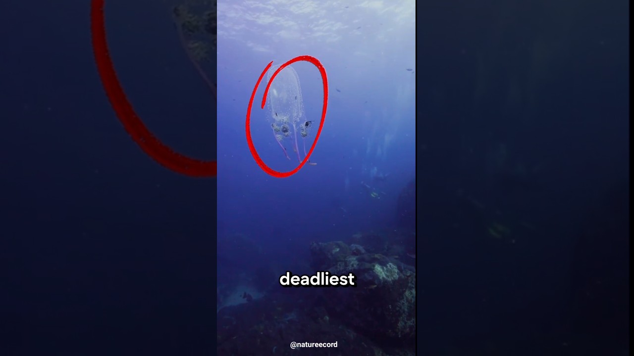 The Transparent Killer 