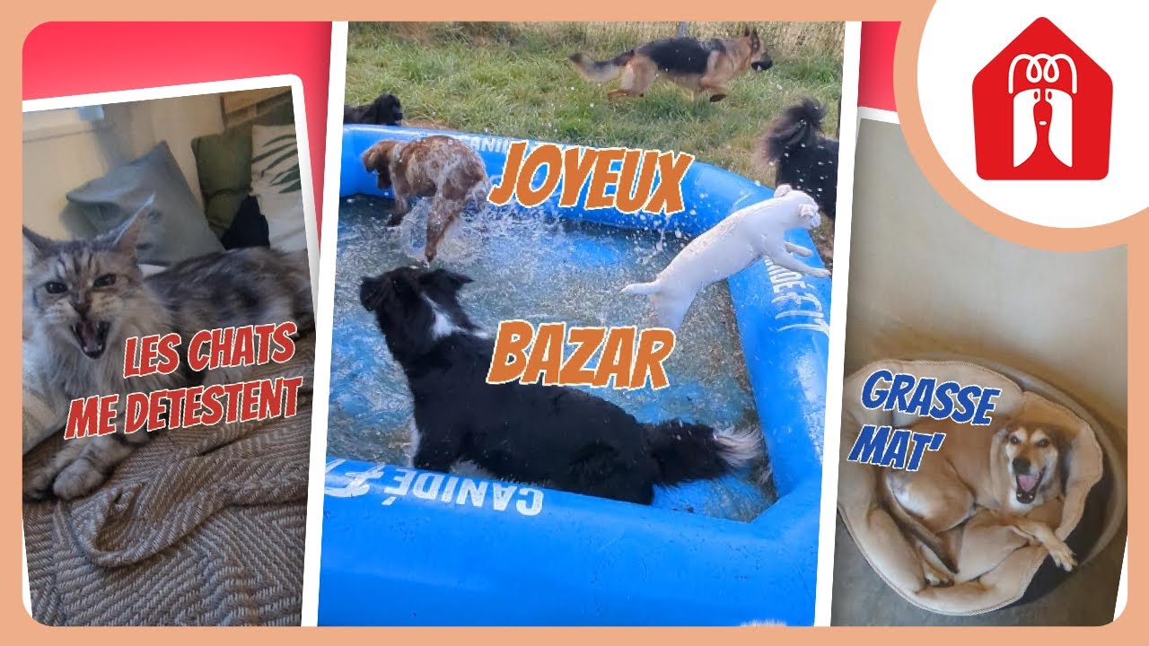 C'EST VITE PARTI EN VRILLE ! 🐶 Pension CHEZ MARTH' 87 #45