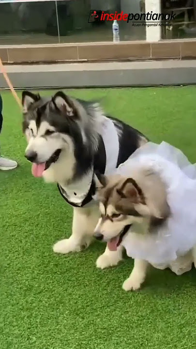 Gimana ni, masa kalah sama yang satu ini #viral #anjingkawin