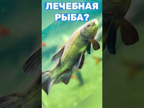 Доктор Линь: меняет окрас и лечит. Отличная рыба для пруда, идеальная замена карасю #shorts