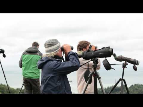 ფრინველებზე დაკვირვების საერთაშორისო ფესტივალი,აჭარა  2016