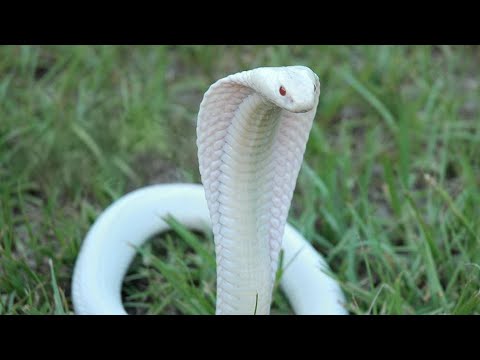 Красота змей (Документальный фильм)