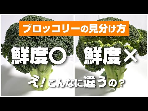 ブロッコリーの見分け方・選び方、おいしさと鮮度を見分けるコツを紹介！