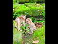 Both Lexis and Jenifer are so lovely baby monkey 🐒 ❤️ #animals #monkey #monkeysr #babymonkey