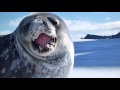 Beautiful Weddell Seal Yawning and Eating Snow in Antarctica [Animals in HD]