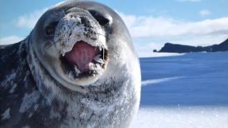 Beautiful Weddell Seal Yawning and Eating Snow in Antarctica [Animals in HD]