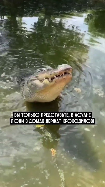Домашний крокодил! - YouTube