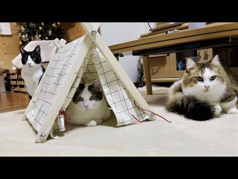 大盛況！手作りテントに順番待ちする猫が続出！
