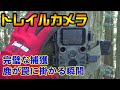 【狩猟】Vol.16 トレイルカメラが捉えたシカが罠を踏む瞬間! 今回は鬼嫁さんお休みです 男性猟師は女性猟師に理解と配慮を 【シカ】【わな猟】