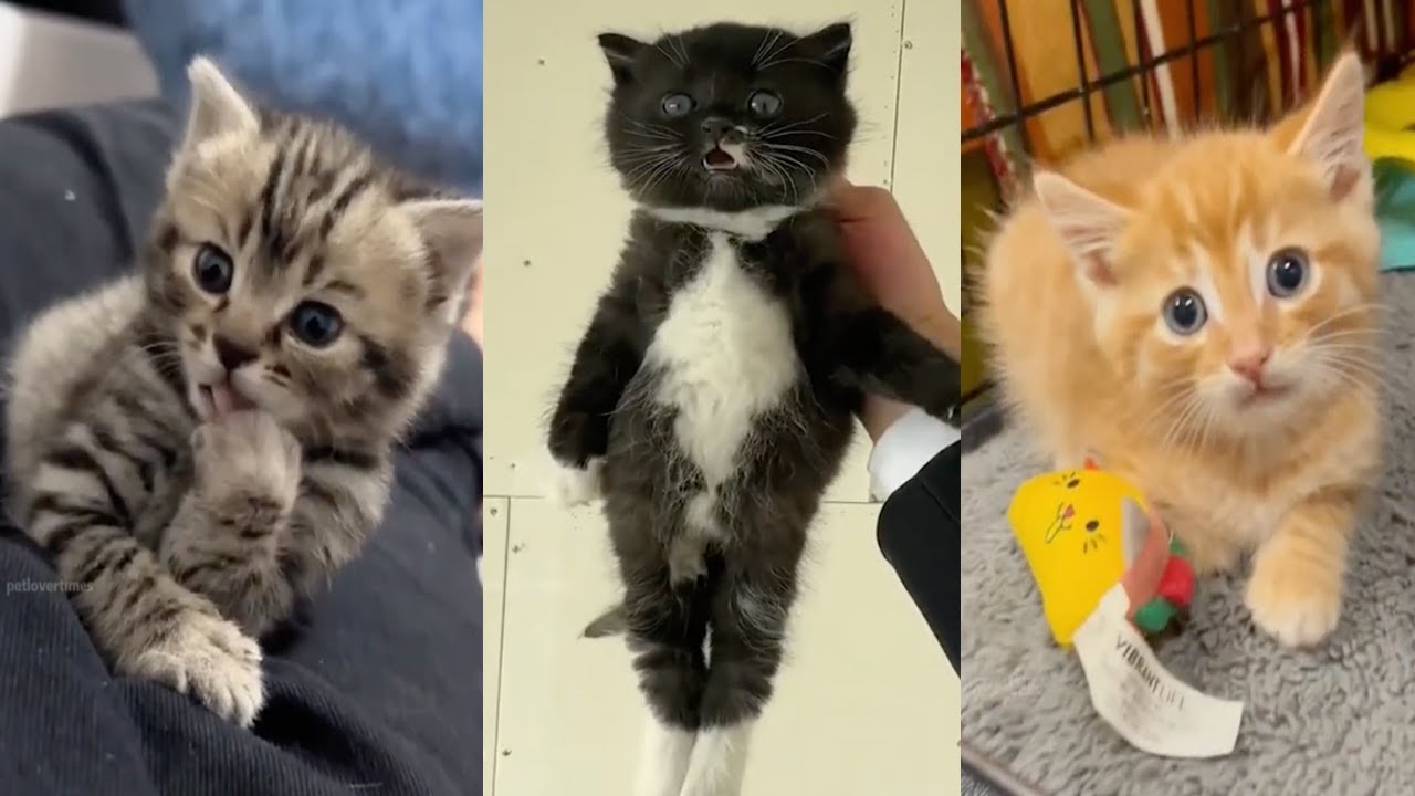 Funniest Cats Compilation 2025 😂 | try not to laugh Challenge #2 - YouTube