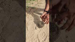Rescuing a Desert Hedgehog 🦔
