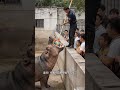 Animals become spirits, the animal world, the confusing behavior of animals, never expected, boo a