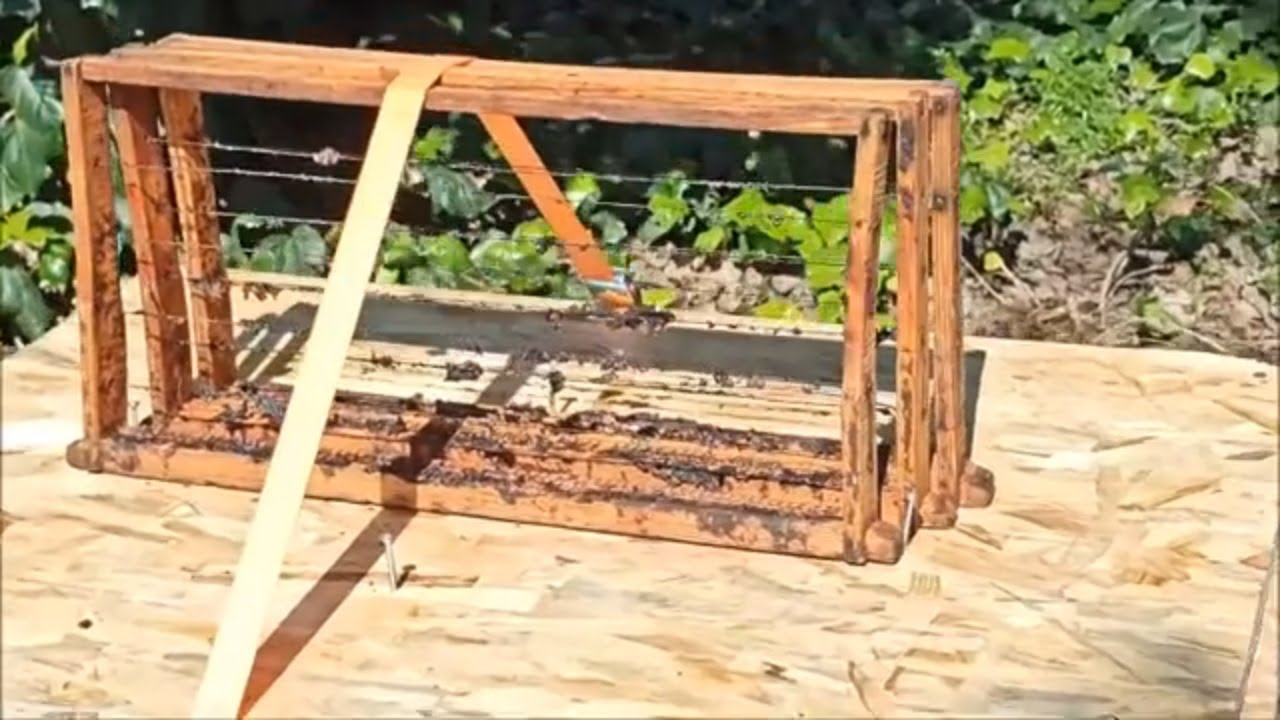 ΝΕΟΣ ΤΡΟΠΟΣ  ΚΑΘΑΡΙΣΜΟΥ ΣΕ ΜΕΛΙΣΣΟΚΟΜΙΚΑ ΠΛΑΙΣΙΑ / BEEHIVE FRAME CLEANING (REAL TIME)