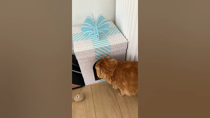 Watch the video about MoMo and his favorite box 📦