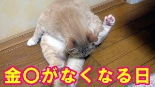 映画「猫なんかよんでもこない。」予告編　#Neko Nanka Yonde mo Konai　#movie