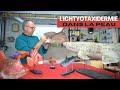 Lichtyotaxidermiste gilles bourr redonne vie aux poissons en bretagne