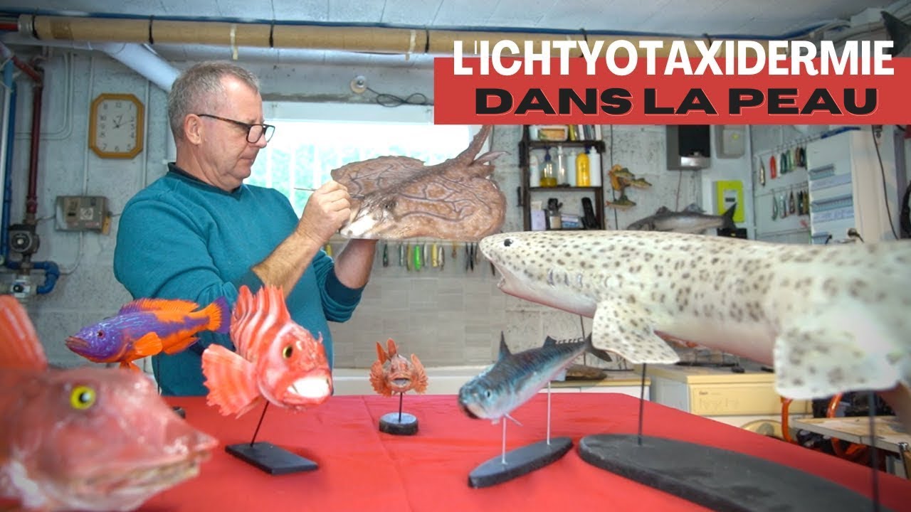 L'ichtyotaxidermiste Gilles Bourré redonne vie aux poissons en Bretagne