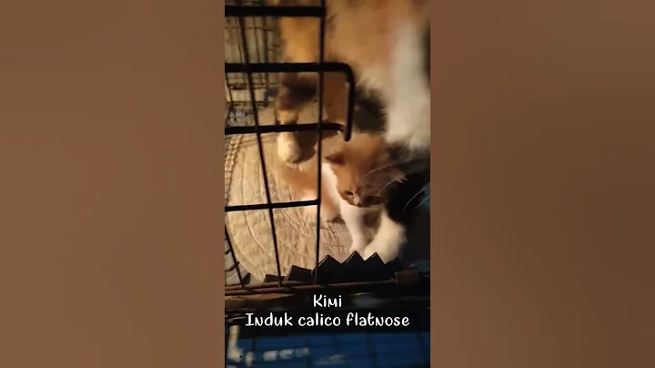 Watch the video about Kimi, induk persia flatnose#shorts #anabul #flatnose #kitten #kittenlucu #peaknose #calico
