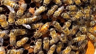 Tuzak kovan ile oğul yakalama ! #beekeeping #arıcılık #aricilik #arıkovanı