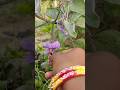 Hand Pollination technique and benefit 🌺 #garden #gardening #shorts #handpollination