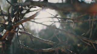 Friends Of Trees. Planting Trees. Together.