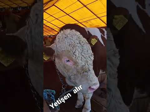 hayvanpazarı2022 kurbanlık fiyatları